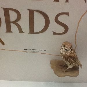 Milwaukee Public Museum - Wisconsin Woodlands - Western Burrowing Owl
