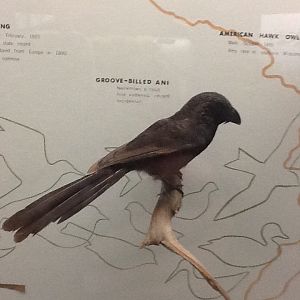 Milwaukee Public Museum - Wisconsin Woodlands - Groove-Billed Ani