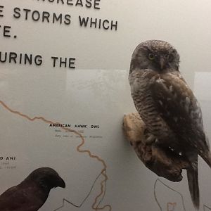 Milwaukee Public Museum - Wisconsin Woodlands - American Hawk Owl