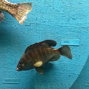 Milwaukee Public Museum - Wisconsin Woodlands - Bluegill