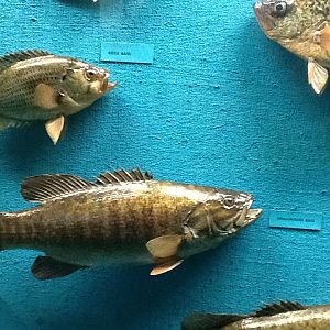 Milwaukee Public Museum - Wisconsin Woodlands - Smallmouth Bass and Rock Bass