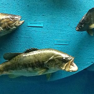 Milwaukee Public Museum - Wisconsin Woodlands - Largemouth Bass