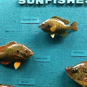 Milwaukee Public Museum - Wisconsin Woodlands - Pumpkinseed Sunfish and Longear Sunfish