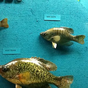 Milwaukee Public Museum - Wisconsin Woodlands - White Crappie and Black Crappie