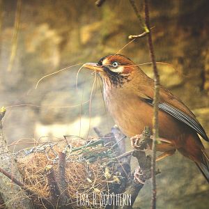 moustached laughing thrush
