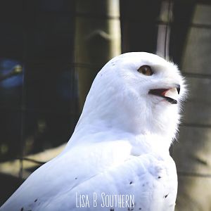 snowy owl