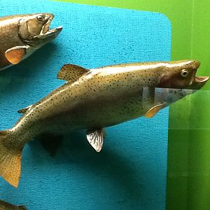 Milwaukee Public Museum - Wisconsin Woodlands - Rainbow Trout