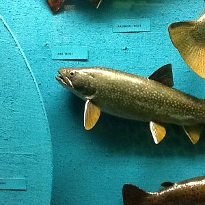 Milwaukee Public Museum - Wisconsin Woodlands - Lake Trout