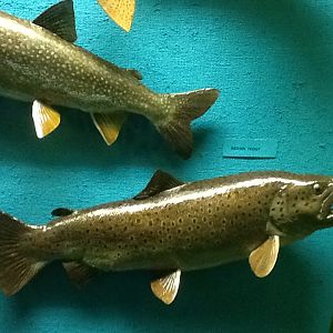 Milwaukee Public Museum - Wisconsin Woodlands - Brown Trout