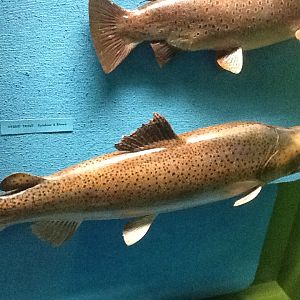 Milwaukee Public Museum - Wisconsin Woodlands - Hybrid Trout