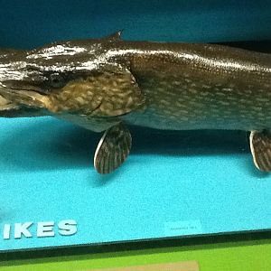 Milwaukee Public Museum - Wisconsin Woodlands - Northern Pike