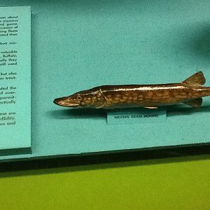 Milwaukee Public Museum - Wisconsin Woodlands - Western Grass Pickerel