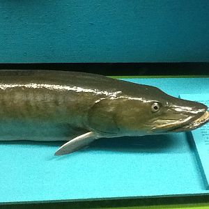 Milwaukee Public Museum - Wisconsin Woodlands - Muskellunge