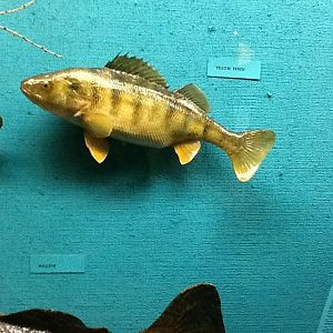 Milwaukee Public Museum - Wisconsin Woodlands - Yellow Perch