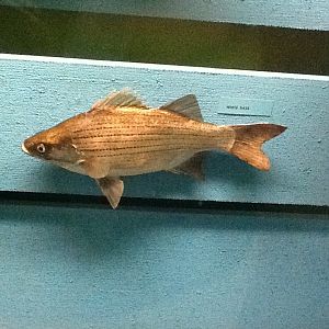 Milwaukee Public Museum - Wisconsin Woodlands - White Bass