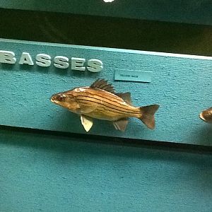 Milwaukee Public Museum - Wisconsin Woodlands - Yellow Bass