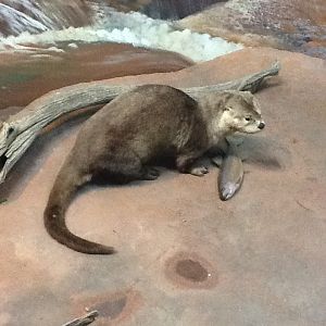 Milwaukee Public Museum - Broadleaf Forest - River Otter Diorama