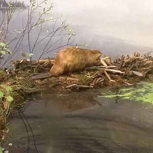 Milwaukee Public Museum - Broadleaf Forest - Beaver Diorama
