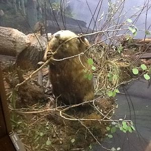 Milwaukee Public Museum - Broadleaf Forest - Beaver Diorama