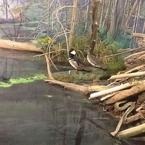 Milwaukee Public Museum - Broadleaf Forest - Hooded Mergansers in Beaver Diorama