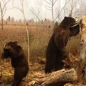 Milwaukee Public Museum - Broadleaf Forest - Black Bears and Honey Bees Diorama