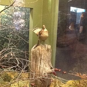 Milwaukee Public Museum - Broadleaf Forest - Bird Species ID?