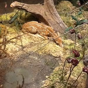 Milwaukee Public Museum - Broadleaf Forest - Deer Fawn Diorama