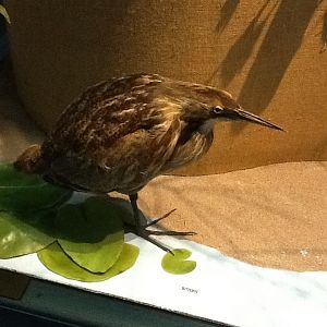 Milwaukee Public Museum - Broadleaf Forest - Bittern