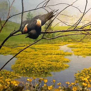 Milwaukee Public Museum - Broadleaf Forest - Red-Winged Blackbird Diorama