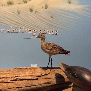 Milwaukee Public Museum - Broadleaf Forest - Marbled Godwit