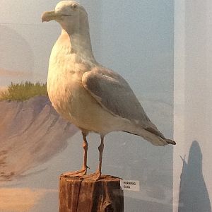 Milwaukee Public Museum - Broadleaf Forest - Herring Gull