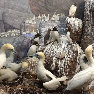Milwaukee Public Museum - Broadleaf Forest - Gannet and Auk Diorama