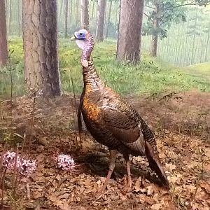 Milwaukee Public Museum - Broadleaf Forest - Turkey Diorama