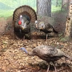 Milwaukee Public Museum - Broadleaf Forest - Turkey Diorama