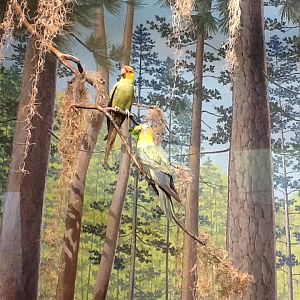 Milwaukee Public Museum - Broadleaf Forest - Carolina Parakeets in Turkey Diorama