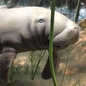 Milwaukee Public Museum - Broadleaf Forest - Manatee Diorama