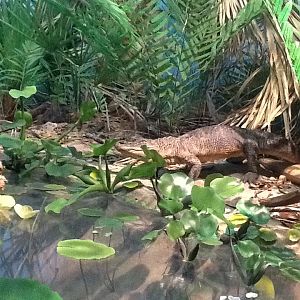 Milwaukee Public Museum - Broadleaf Forest - Alligator Diorama