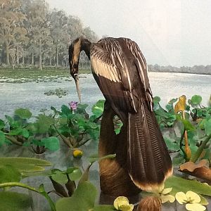 Milwaukee Public Museum - Broadleaf Forest - Anhinga in Manatee Diorama