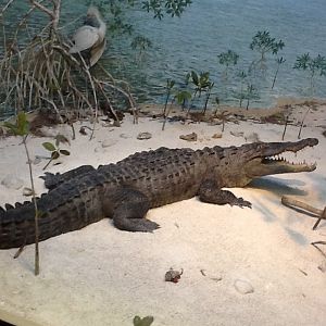 Milwaukee Public Museum - Broadleaf Forest - American Crocodile Diorama