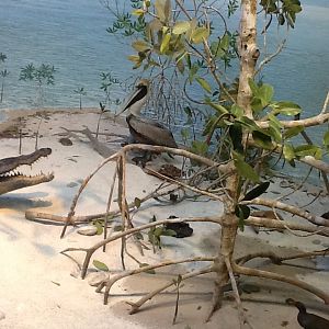 Milwaukee Public Museum - Broadleaf Forest - Brown Pelican in American Crocodile Diorama