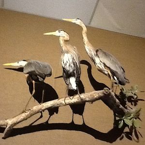 Milwaukee Public Museum - Broadleaf Forest - Herons