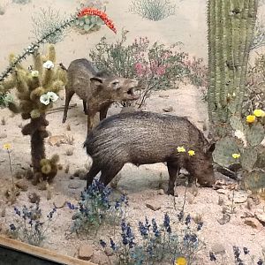 Milwaukee Public Museum - American Southwest - Peccary Diorama