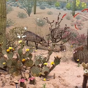Milwaukee Public Museum - American Southwest - Peccary Diorama