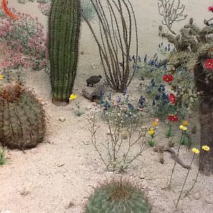 Milwaukee Public Museum - American Southwest - Bobwhites in Peccary Diorama