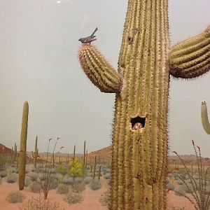 Milwaukee Public Museum - American Southwest - Cactus Ferruginous Pygmy Owl