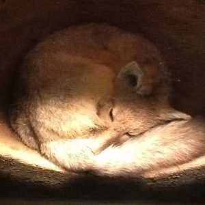 Milwaukee Public Museum - American Southwest - Swift Fox