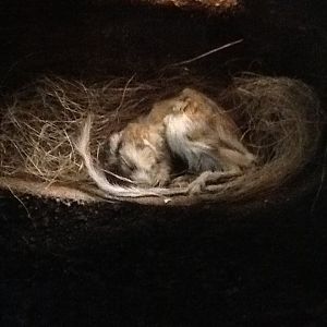 Milwaukee Public Museum - American Southwest - Kangaroo Rat