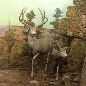 Milwaukee Public Museum - American Southwest - White-Tailed Deer Diorama