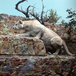 Milwaukee Public Museum - American Southwest - Mountain Lion in White-Tailed Deer Diorama