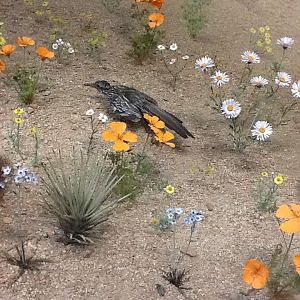Milwaukee Public Museum - American Southwest - Greater Road Runner